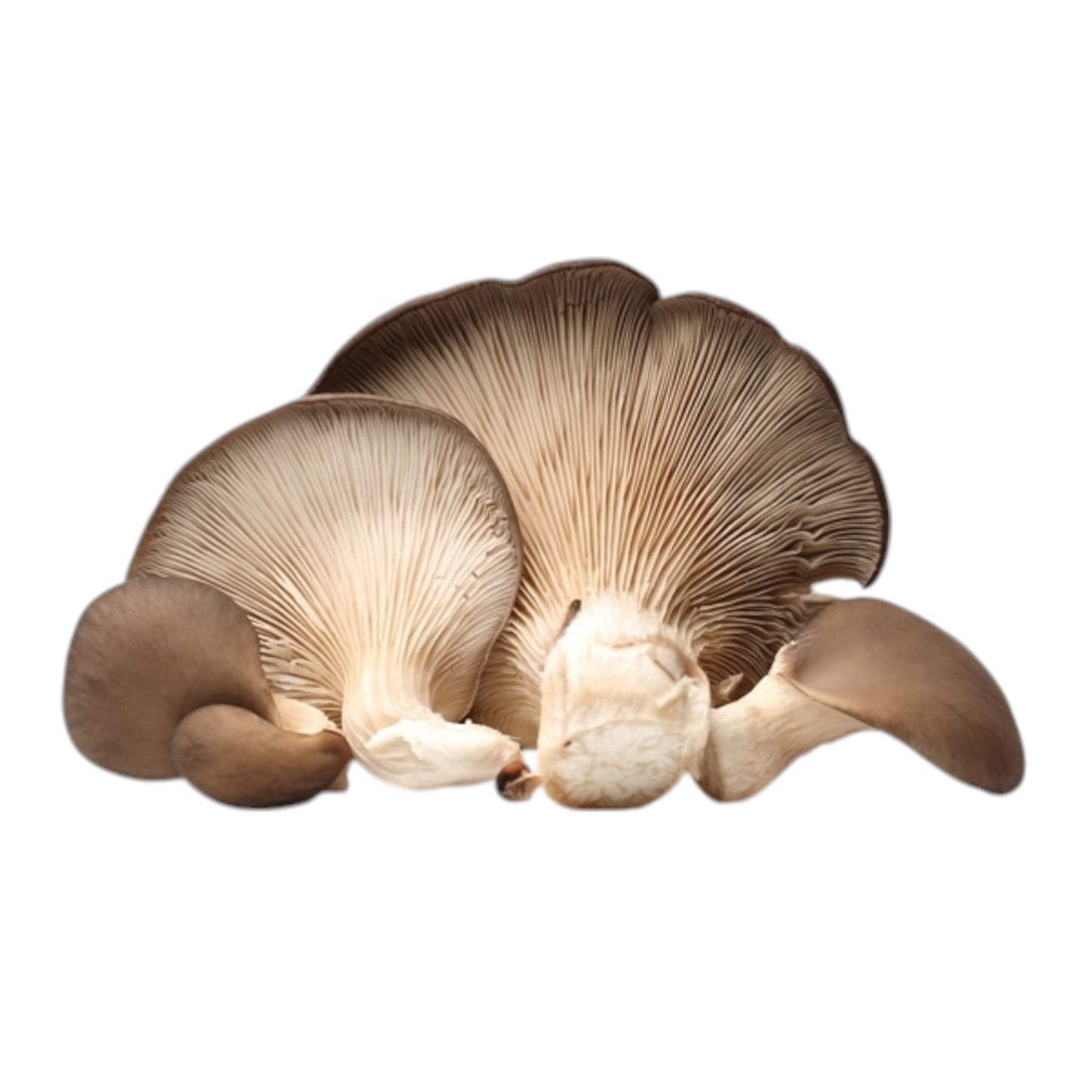 Funghi Pleurotus Salentini - Verdur8